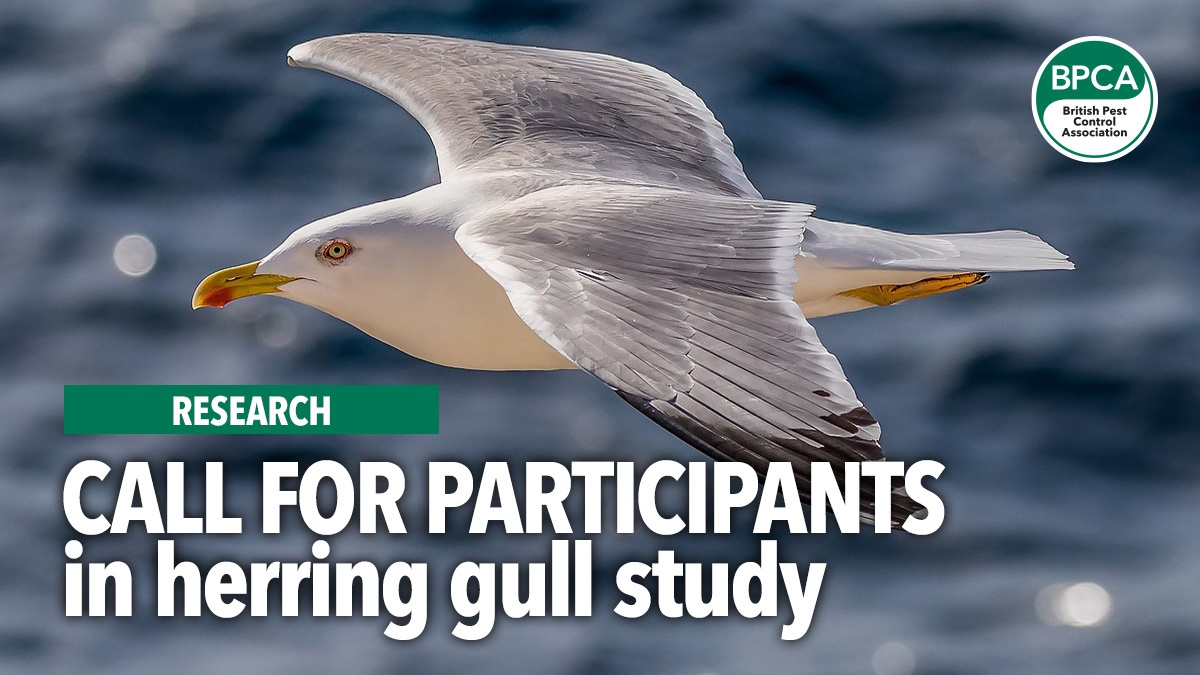 calls-for-participants-in-herring-gull-study-hero2